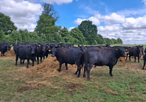 400 ha pastwisk zniszczonych. Szkody warte prawie 1 mln zł, a trawa nie ma kiedy odrosnąć
