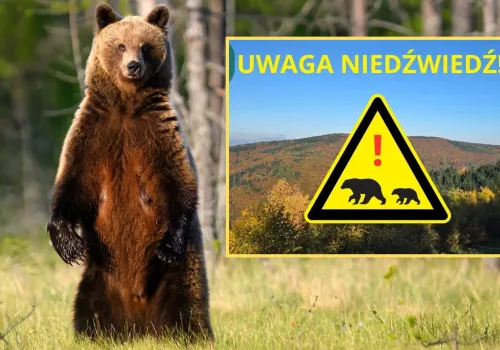 Wypatrzyli niedźwiedzia w małopolskim lesie. Leśnicy apelują