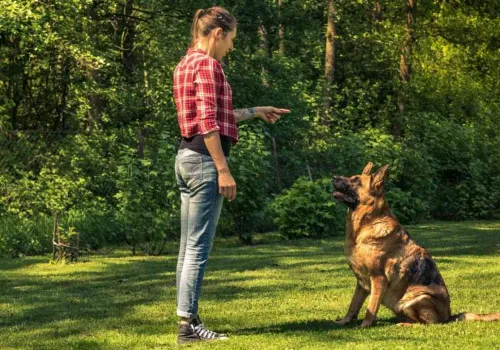 Mówimy do psa, a on naprawdę słucha. Ważny jest szczegół w mowie