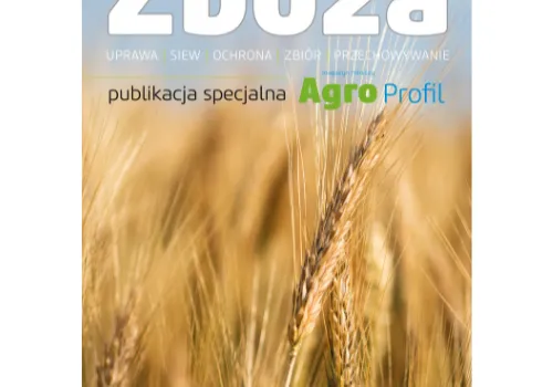 Ceny zbóż Matif i CBOT: Ceny kukurydzy i ceny pszenicy stabilizują się na wielomiesięcznych minimach
