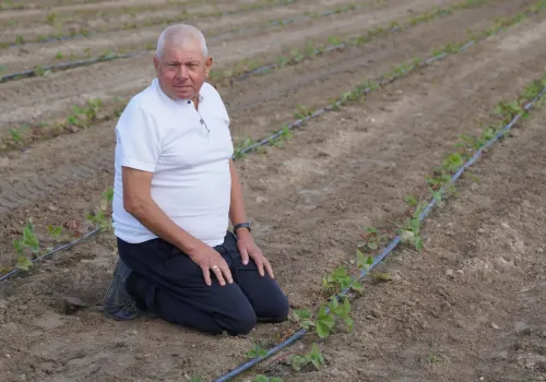 Kiedyś truskawki były niemal w każdym domu. Dziś plantacje w Bielinach maleją