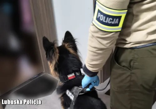 Tobi wkroczył do akcji. Pies wytropił marihuanę, amfetaminę i LSD