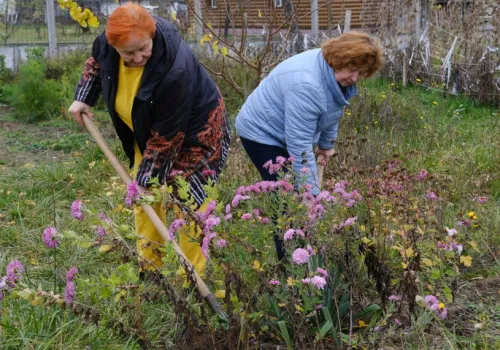 Wykop i przesadź przed mrozem. Piwonie i róże pięknie się rozrosną