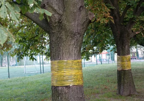 Zrób to na pniach drzew jeszcze w październiku. Wiosną unikniesz problemów