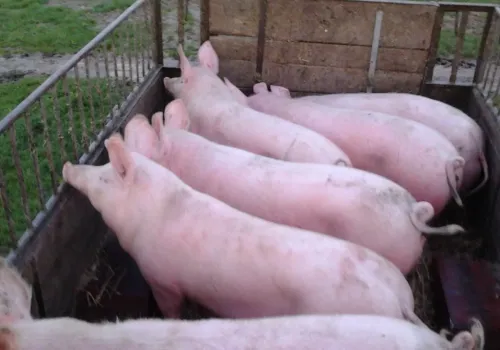 Ceny tuczników w Polsce od 3,80 zł/kg. W Niemczech kolejna obniżka