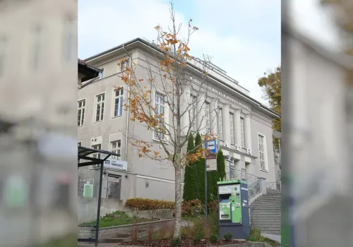Zastąpił kultowe drzewo przy Teatrze Jaracza. W Olsztynie posadzono nowego kasztanowca