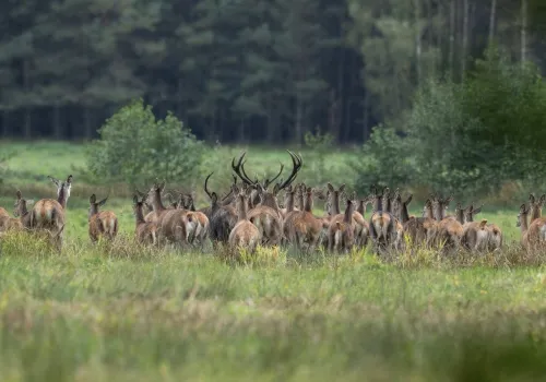 Rykowisko i bekowisko na Pomorzu. Leśnicy ostrzegają