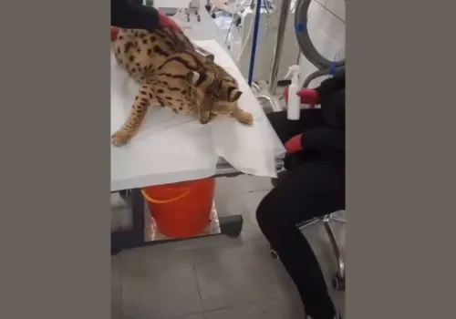 Serwale wróciły do ZOO Łączna. Pięć zwierząt pod obserwacją weterynarzy, trwa oczekiwanie na wyniki badań