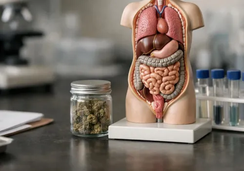 CBD naprawia nerwy obwodowe przez oś z bakterią jelitową Akkermansia muciniphila