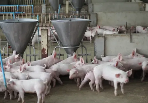 Cenowe dno tuczników przebite. „Jak widzę, że klienci dzwonią, to już głos mi drży”