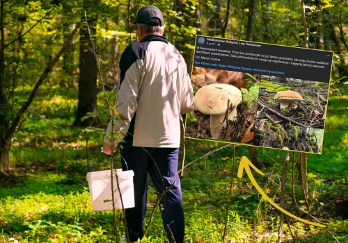 Listopad za pasem, a w lasach takie okazy. Leśnicy pokazali zdjęcia
