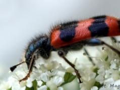 Barciel barcielowi wilkiem, czyli bratobójstwo u Trichodes apiarius