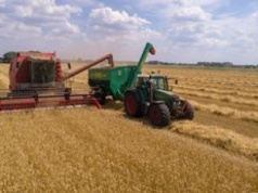 Żniwa w przeszłości. Tak to kiedyś wyglądało