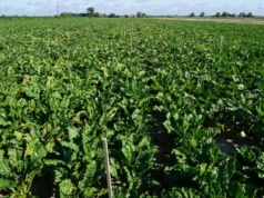 Dolistne dokarmianie sodem