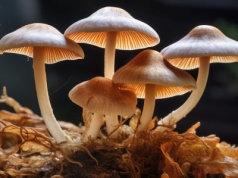 Przełomowy lek na depresję oraz udary? Ten magiczny grzyb daje nadzieję. Neurobiolog: efekty wielokrotnie silniejsze