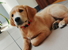 To przyszły psi ratownik w straży pożarnej. Golden retriever rozpoczyna szkolenie