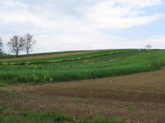 Uprawa międzyplonów: te ryzyka powinni znać rolnicy