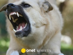 Ekspertka: Miał spojrzeć bykowi w oczy, mówiąc: 