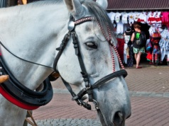 Żądają robo-kunia na Krupówkach.  Górale chcą szokować turystów