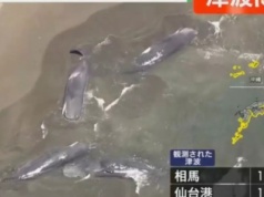 Tsunami wyrzuciło wieloryby na plaże w Japonii. 