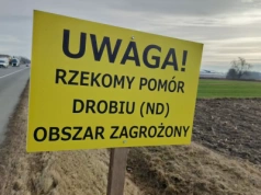 Kolejne ogniska rzekomego pomoru drobiu! Blisko 100 tys. ptaków do utylizacji