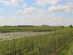 Plony jabłek i gruszek 2025 w Belgii i Niderlandach