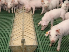 Stabilna mikrobiota i zdrowe jelita to przepis na lepsze trawienie u świń