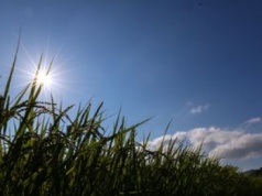 Tak upał wpływa na nasz mózg. Naukowcy ostrzegają
