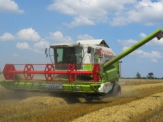 Piekielnie trudne żniwa. Deszcz, wilgotne ziarno i niskie ceny skupu