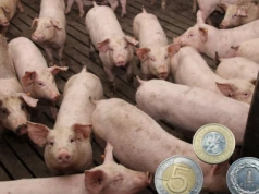Jakie ceny świń na początku sierpnia 2025?[SONDA]