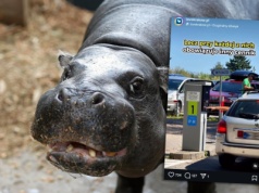 Afera przy krakowskim zoo. Jeden parking, dwie bramki i zupełnie różne ceny. Powód zaskakuje