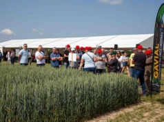 Flufenacet tylko do końca 2026. INNVIGO rekomenduje substancje zastępcze