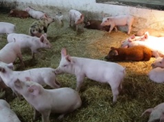 Niskie ceny zbóż paszowych mogą stać się podstawą opłacalności w hodowli świń