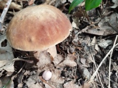 Sezon na grzyby się rozkręca! Eksperci: będzie wyjątkowo bogaty [FOTO]