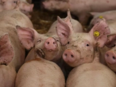 Ceny tuczników: niewielkie podwyżki przy niższej podaży. Ile płacą ubojnie?