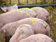 Dania: Cena tuczników niezmiennie stabilna