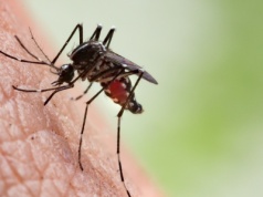 Chiny walczą z wirusem chikungunya. Zdecydowana reakcja rządu