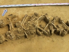 Masowy grób sprzed ponad 3500 lat odkryty w Słupczy