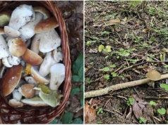 Wybierasz się na grzybobranie? Pamiętaj o tych zasadach