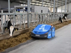 Rolnicy zainwestowali w robota podgarniającego paszę. Dziś produkują więcej mleka niż kiedykolwiek
