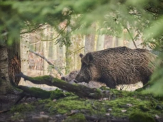 Szokujące odkrycie myśliwego. Dlaczego mięso dzika było niebieskie? (FOTO)