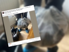 W budynku mieszkalnym schwytano szczura wielkości kota. Miał ponad pół metra długości