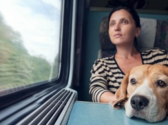 Psy i koty w pociągach stają się normą. PKP Intercity wprowadza nowe udogodnienia
