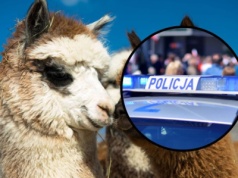 Dramat w mini zoo! Prawicowy dziennikarz opuścił areszt