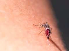 Zakażenie wirusem chikungunya, ciche globalne zagrożenie, o którym nie słyszałeś