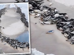 To nagranie podbija sieć. Tak foki relaksują się na polskiej plaży. Co za widok!