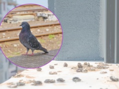 Dolej do wody i szoruj. Ptasie odchody znikną w kilka sekund