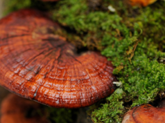 Reishi: “Grzyb nieśmiertelności” i jego lecznicze dziedzictwo