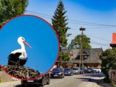 Ten bocian uwielbia Polskę! Został u nas, choć jego krewni już dawno odlecieli
