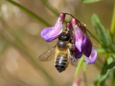 Wyka kaszubska – Vicia cassubica L.